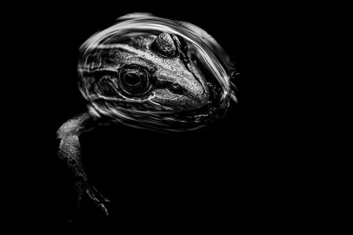 水面から顔を出すトノサマガエル 水面から顔を出すトノサマガエルの写真