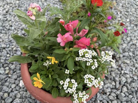 鉢植えの寄せ植えと可愛い花たち 寄せ植え,鉢植え,花の写真素材