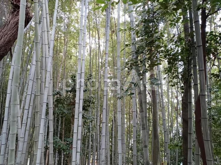 【パワースポット】売布神社の竹林 パワースポット,神社,裏山の写真素材
