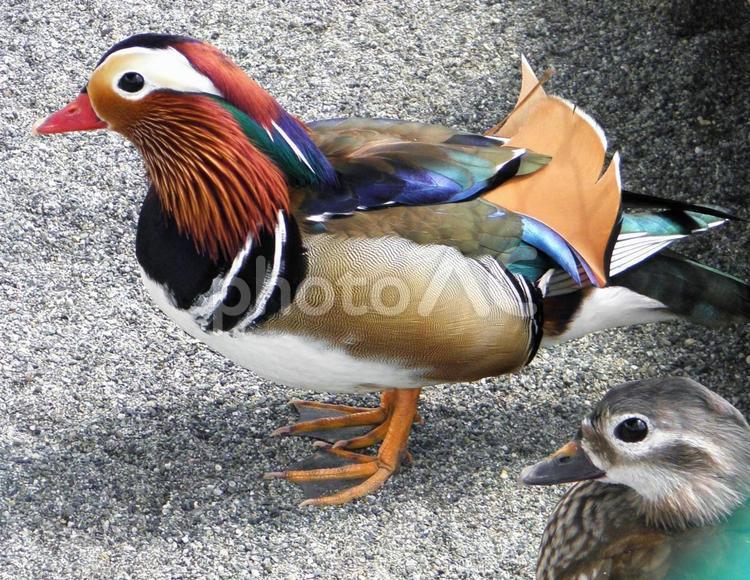 動物園の愉快な仲間たち 生き物,鳥,オシドリの写真素材