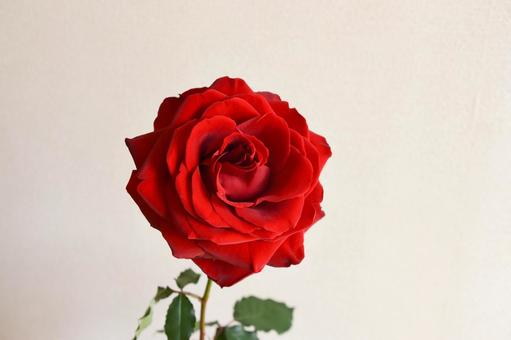 赤いバラ 赤いバラ 赤いばら,赤,赤い薔薇の写真素材