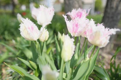 Pink tulips, JPG Pink tulips, JPG