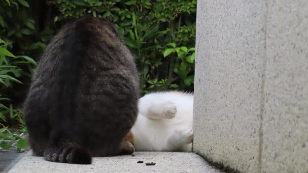 The daily life of lovey-dovey, fluffy calico cats, JPG