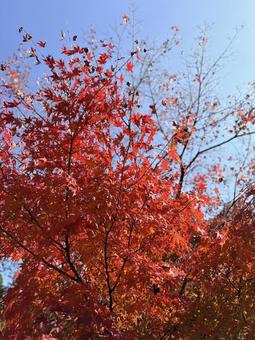 紅葉 紅葉,もみじ,楓の写真素材