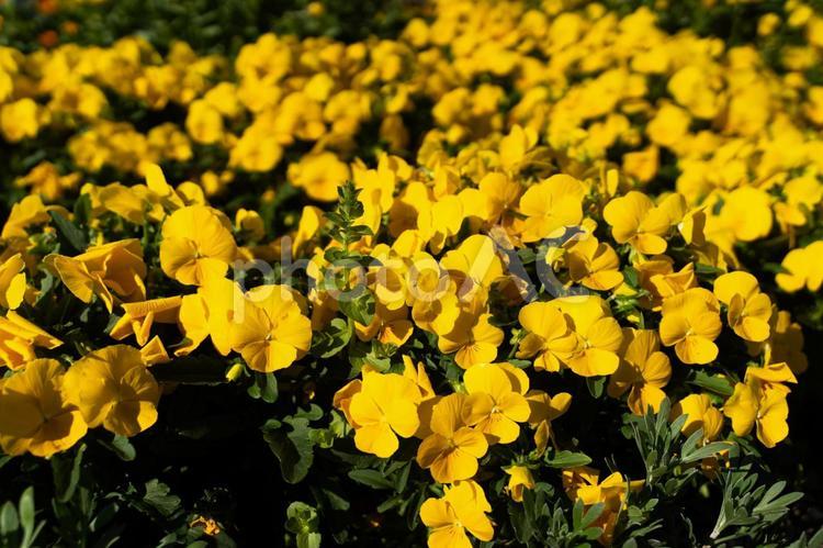 鮮やかな黄色い花の群生③ 花,黄色,ビオラの写真素材