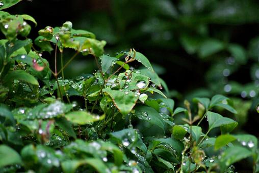 庭木と雨滴 雨滴,水,しずくの写真素材