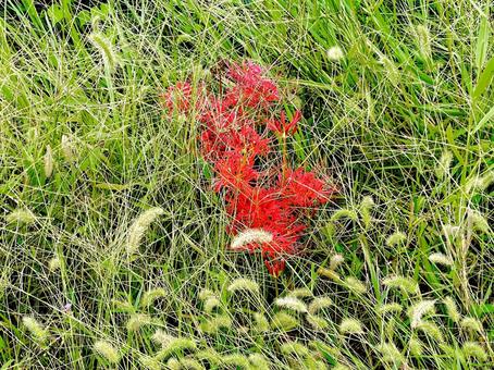 雑草の中に生えるヒガンバナの写真