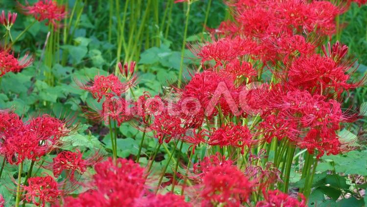 秋深し曼殊沙華のまつり 曼殊沙華,彼岸花,まんじゅしゃげの写真素材