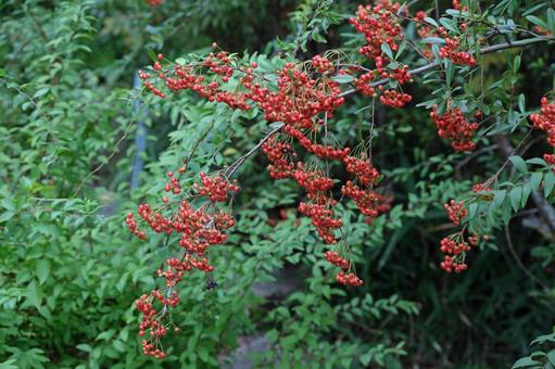 ヒマラヤトキワサンザシの果実 ヒマラヤトキワサンザシ,バラ科,果実の写真素材