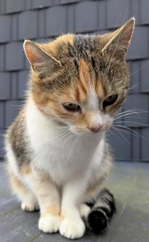 野良猫 三毛猫 ネコ,猫,野良猫の写真素材