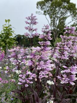 Purple Plants, JPG