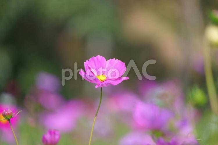 一輪のピンクのコスモス コスモス,秋,花の写真素材