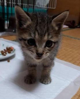 子猫のおどけなさ 子猫のおどけなさの写真