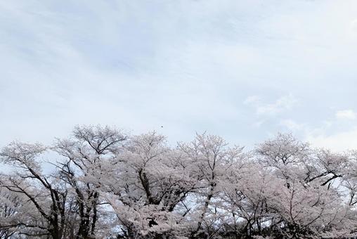 【桜の写真】桜が咲く風景の写真