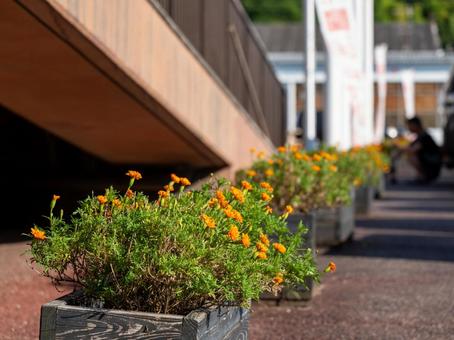 マリーゴールド マリーゴールド,夏,花壇の写真素材