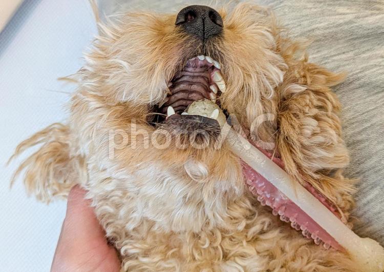 オモチャを咥えるトイプードルの口の中 犬,口の中,口内の写真素材
