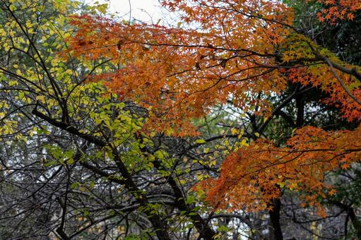 紅葉　2025年 紅葉,秋,東京の写真素材