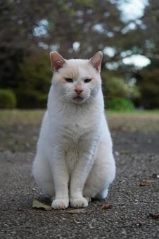 座る猫 猫,ねこ,ネコの写真素材