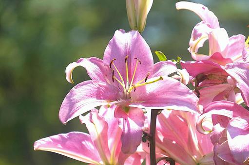 ユリ ユリ,夏,夏の花の写真素材
