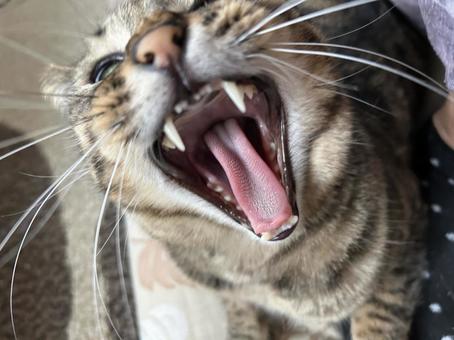 おおあくび おおあくびの写真