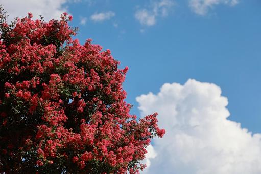 Photo, crisp berry, hundred days red, summer sky, 