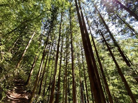 A path in the sunlight, JPG