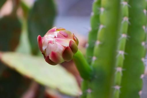 温室のサボテンの蕾 温室のサボテンの蕾 サボテン,蕾,トゲの写真素材