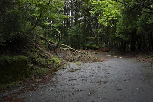 道を塞いでいる倒木 道,倒木,災害の写真素材