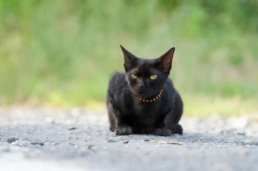 黒い野良猫 黒い野良猫の写真