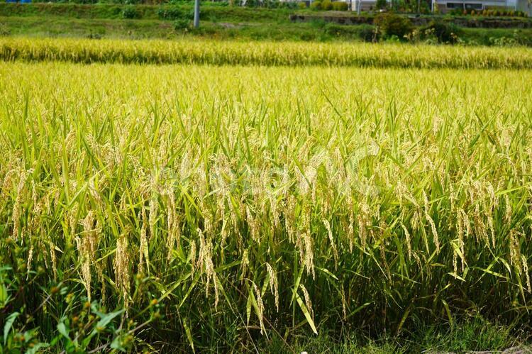秋の田舎　稲４ 稲穂,秋,田の写真素材