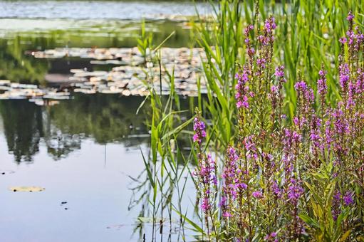 池のほとりに咲くミソハギの花 池のほとりに咲くミソハギの花 ミソハギ,花,紫の写真素材