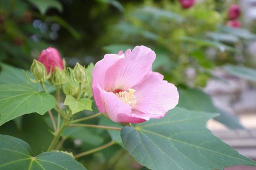 スイフヨウの写真