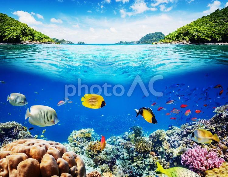 海で泳ぐカラフルな熱帯魚 熱帯魚,海,海面の写真素材