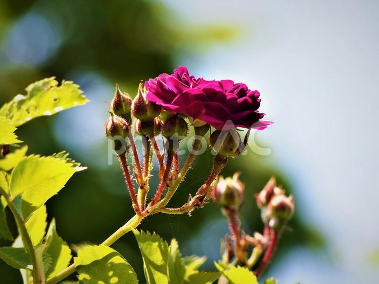 青空とブルーマゼンタ（バラ）の美しい花と蕾 bluemagenta,ブルーマゼンタ,フランス1933年開発の写真素材