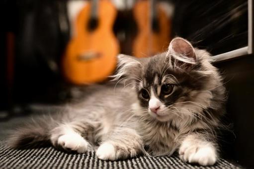 子猫 子猫 子猫,ギター,長毛種の写真素材
