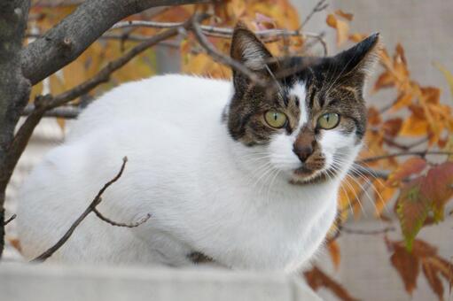 街中で見かけた野良ねこ15　猫素材　背景 ネコ,野良猫,可愛いの写真素材