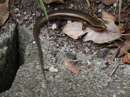 ニホントカゲの写真