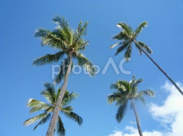 南国の木 植物,木,南国の写真素材