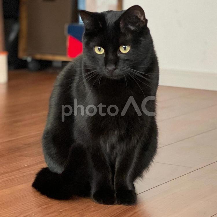 一点を見つめる黒猫 猫,ねこ,ネコの写真素材