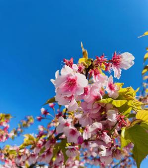 桜の咲く頃に 桜の咲く頃にの写真