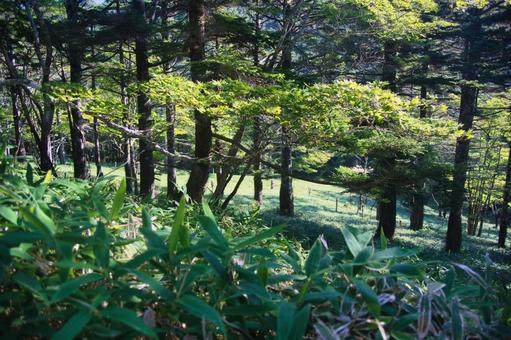 大台ヶ原の風景 大台ヶ原の風景 大蛇嵓,断崖絶壁,正木ヶ原の写真素材