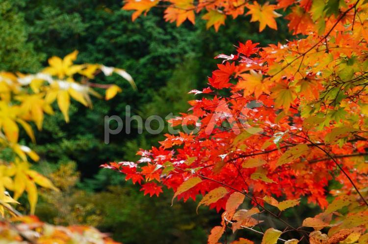 錦秋の阿寺渓谷 もみじ,紅葉,赤の写真素材