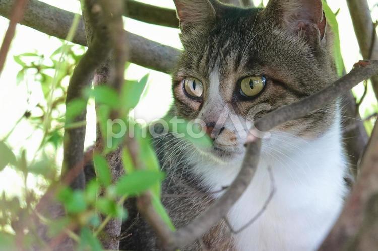 植え込みのなかのキジシロ猫 ネコ,のらねこ,動物の写真素材