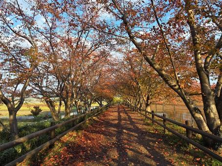紅葉の桜並木 紅葉,秋,桜並木の写真素材