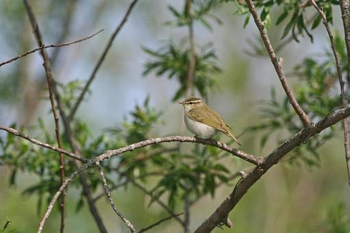 センダイムシクイ センダイムシクイ 野鳥,自然,小鳥の写真素材