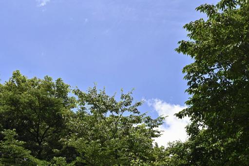 夏空 夏空 空,青空,夏空の写真素材