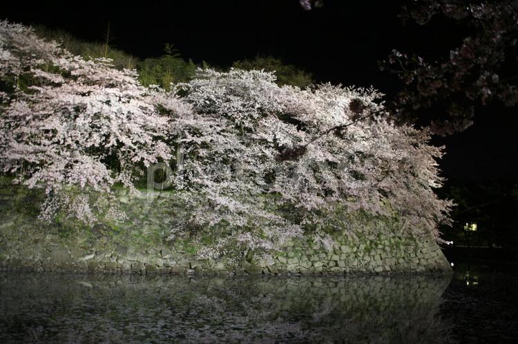 彦根城夜桜 彦根城,夜桜,桜の写真素材
