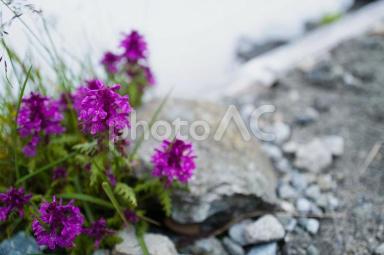 北アルプスの槍ヶ岳の高山植物 トレッキング,高山植物,登山の写真素材