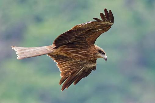 A young black kite riding the wind, JPG