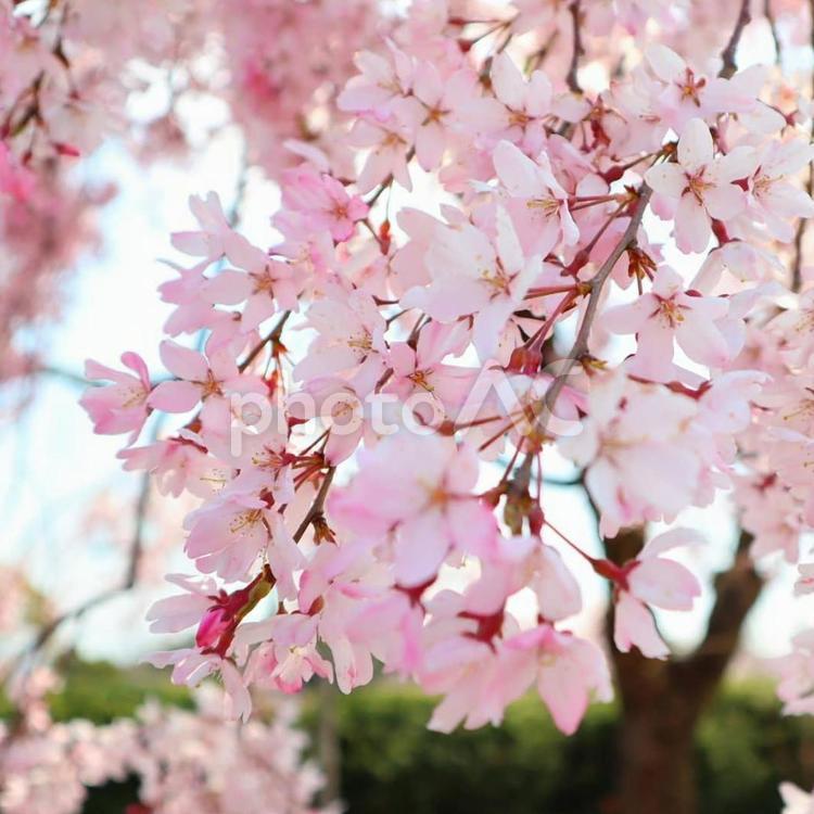 桜と日差し 桜,日差し,チェリーの写真素材